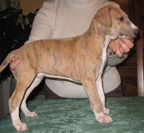 Khouli bébé