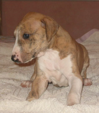 Khouli bébé