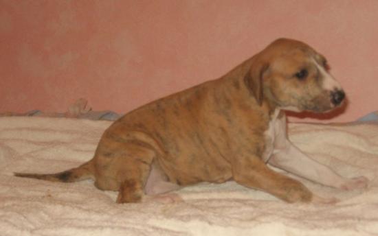 Khouli bébé