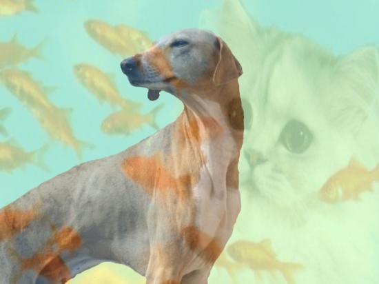 pp